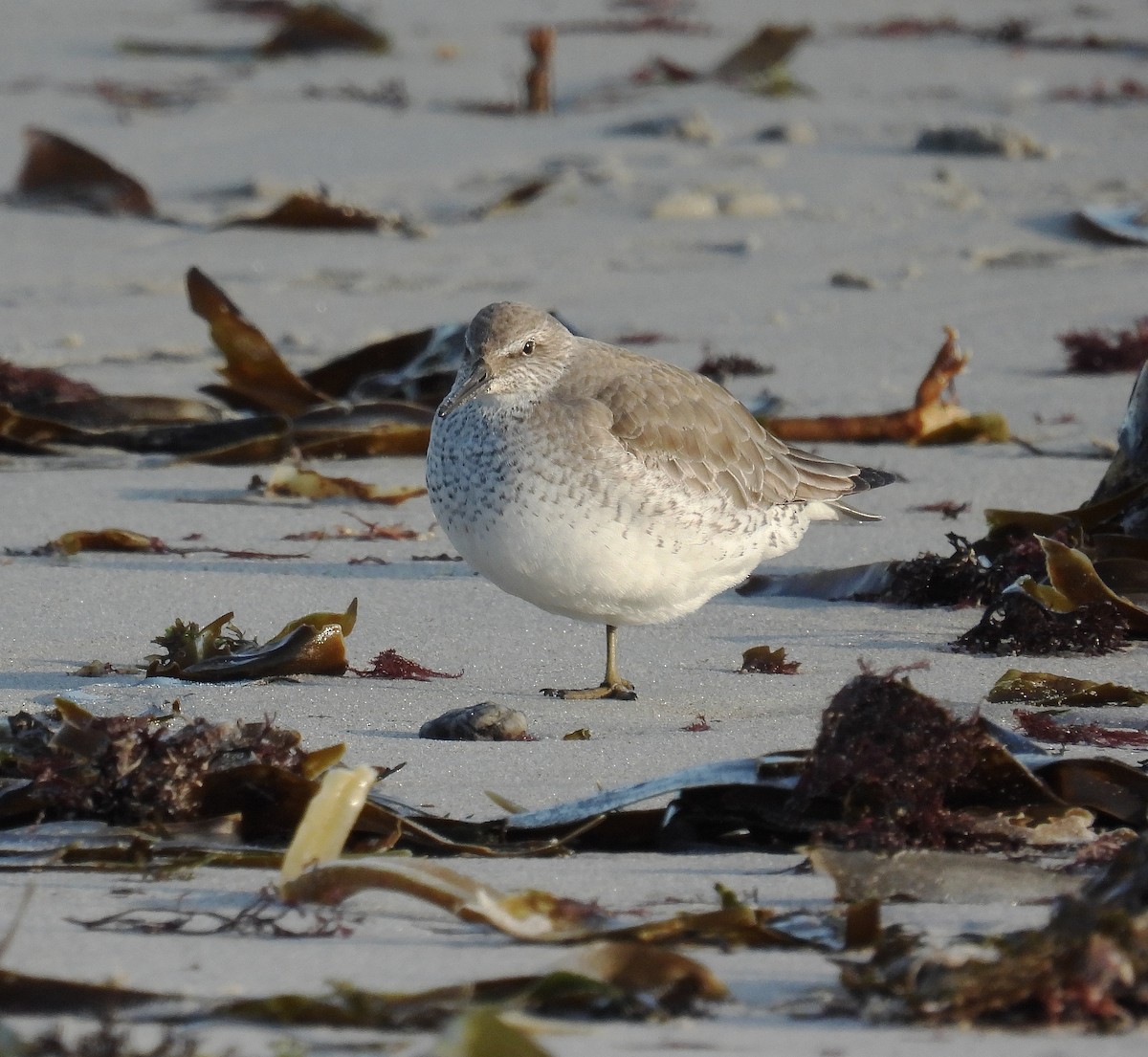 Red Knot - ML408419731