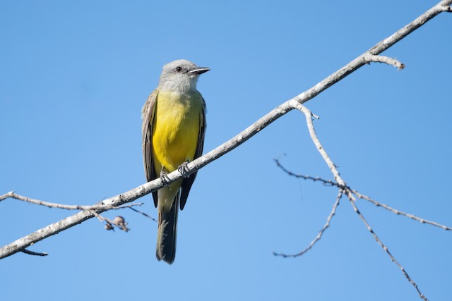 Couch's Kingbird