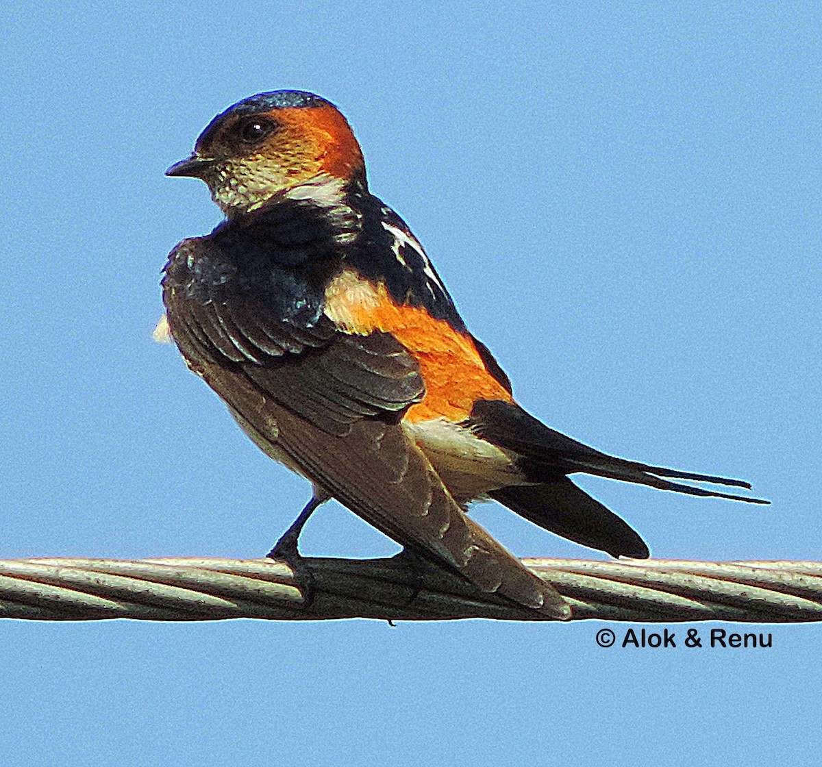 Red-rumped Swallow (Red-rumped) - ML408435021