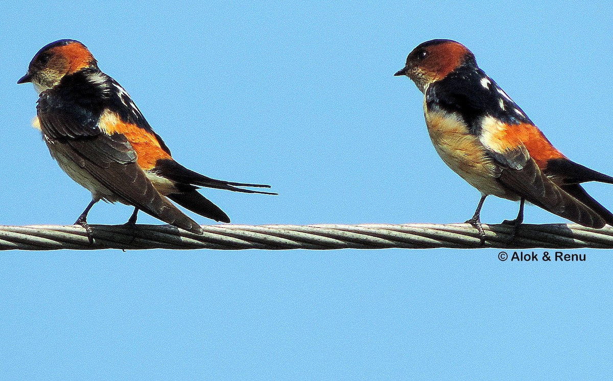 Red-rumped Swallow (Red-rumped) - ML408435031