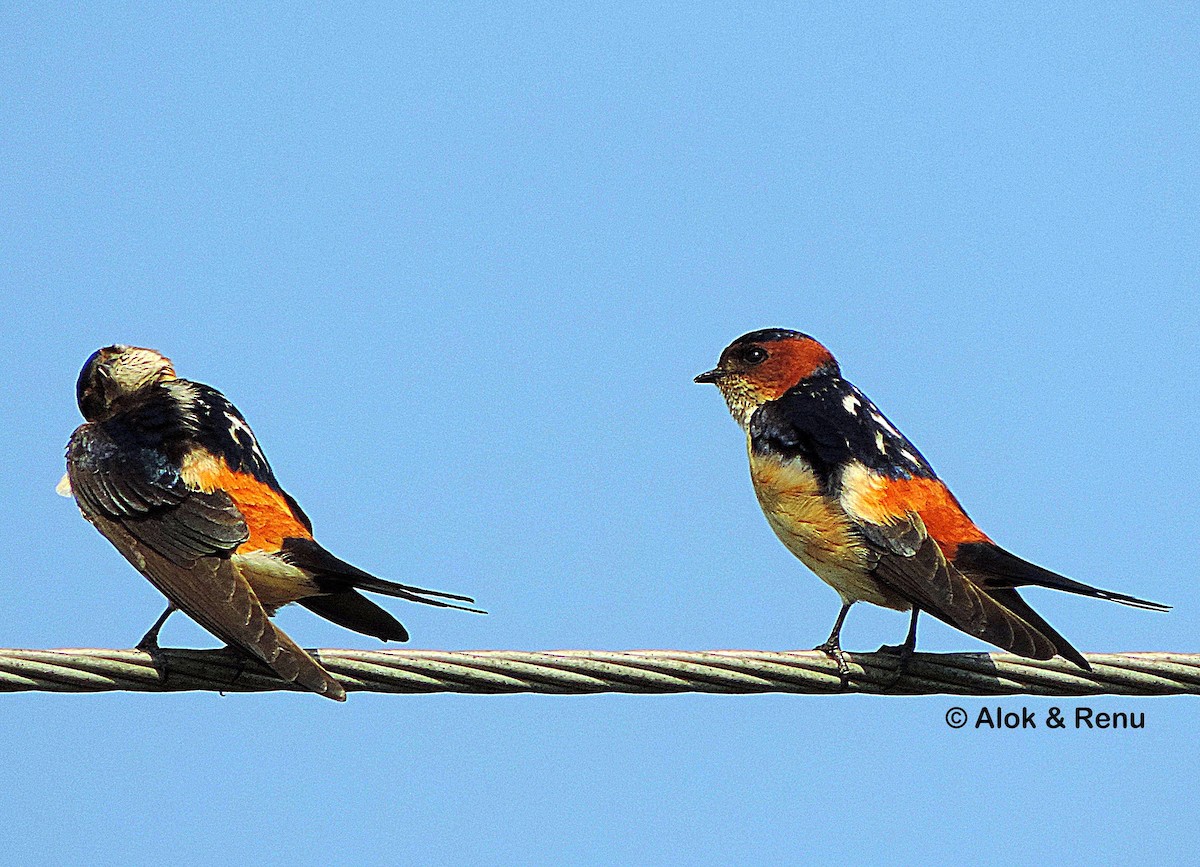 Red-rumped Swallow (Red-rumped) - Alok Tewari