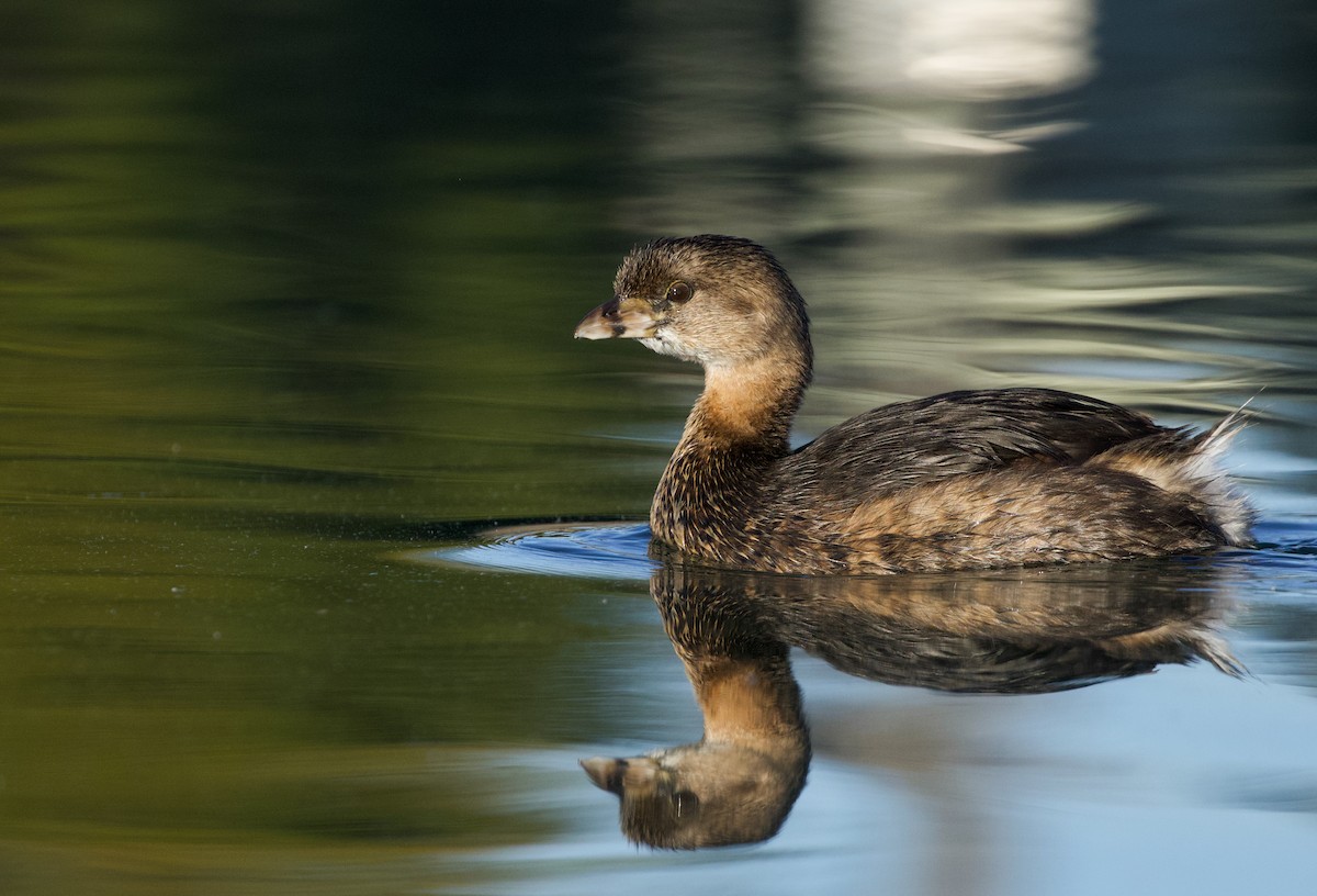 Pied-billed Grebe - Will Sweet