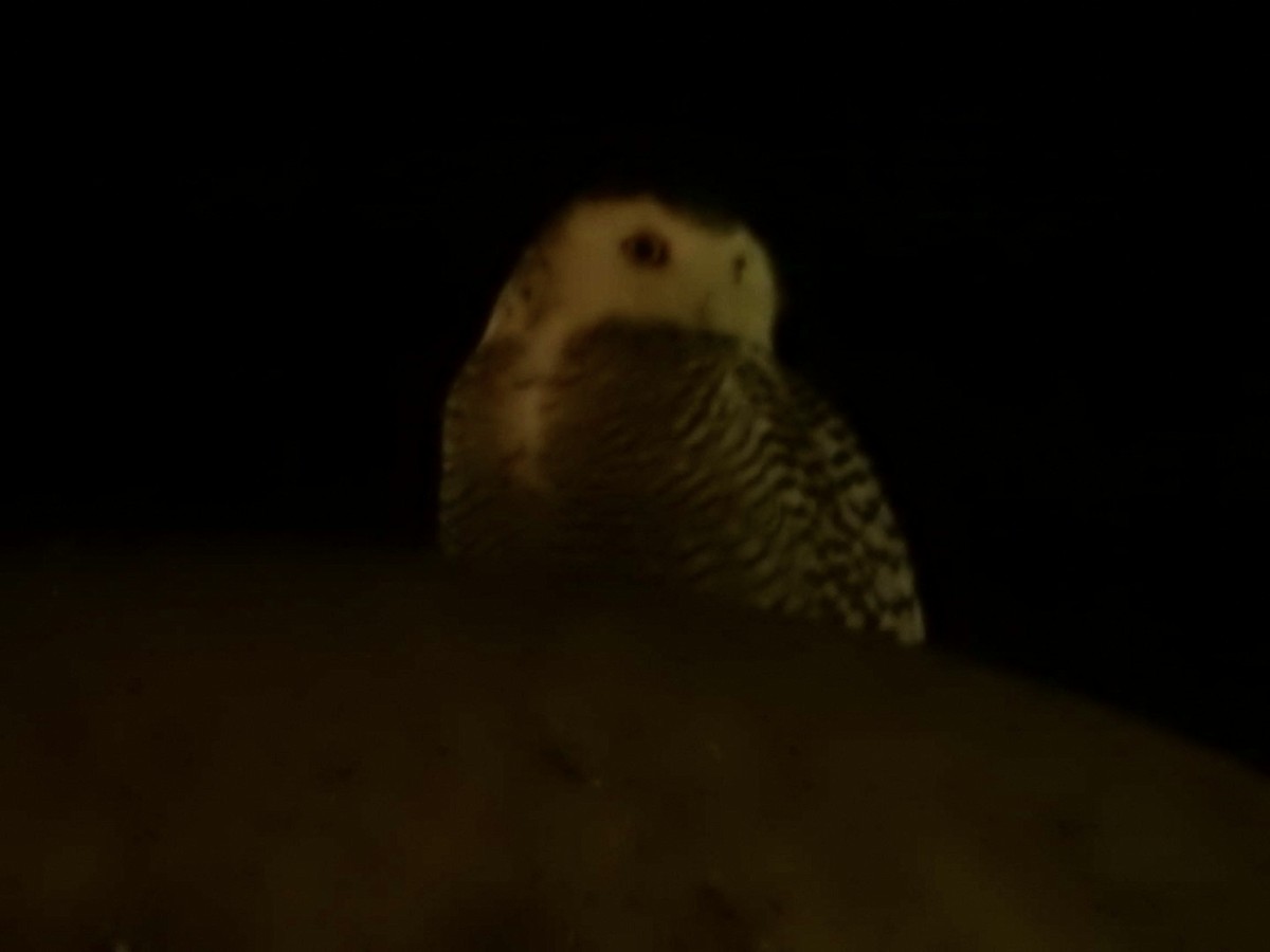 Snowy Owl - ML408438531