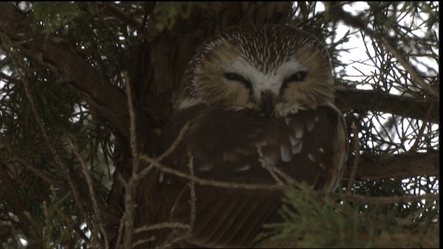 Northern Saw-whet Owl - ML408443