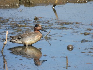 Green-winged Teal, ML408444241