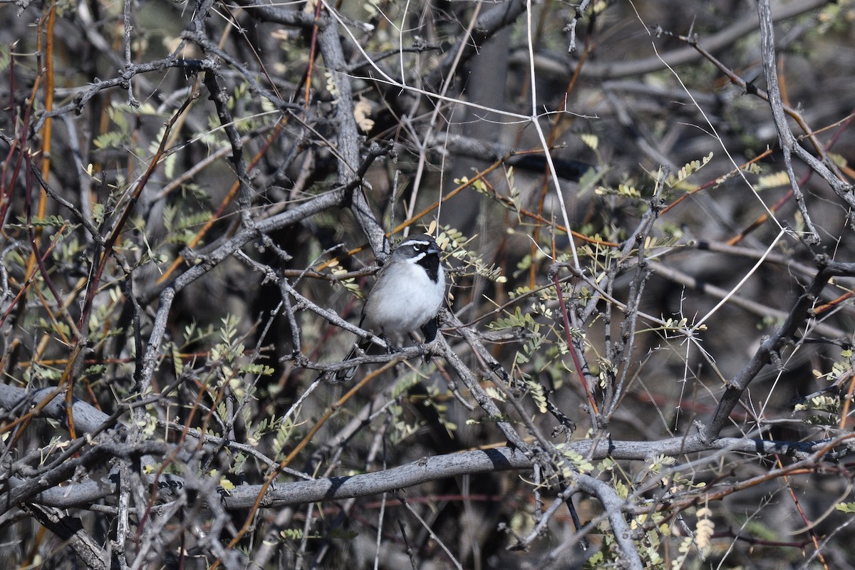 Black-throated Sparrow - ML408444691