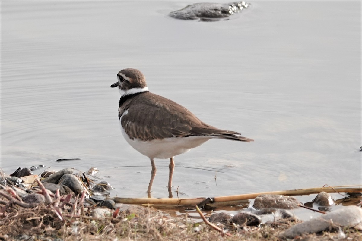 eBird Checklist 15 Jan 2022 McCormick RanchCamelback Lake (Chart