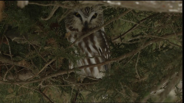 Northern Saw-whet Owl - ML408448