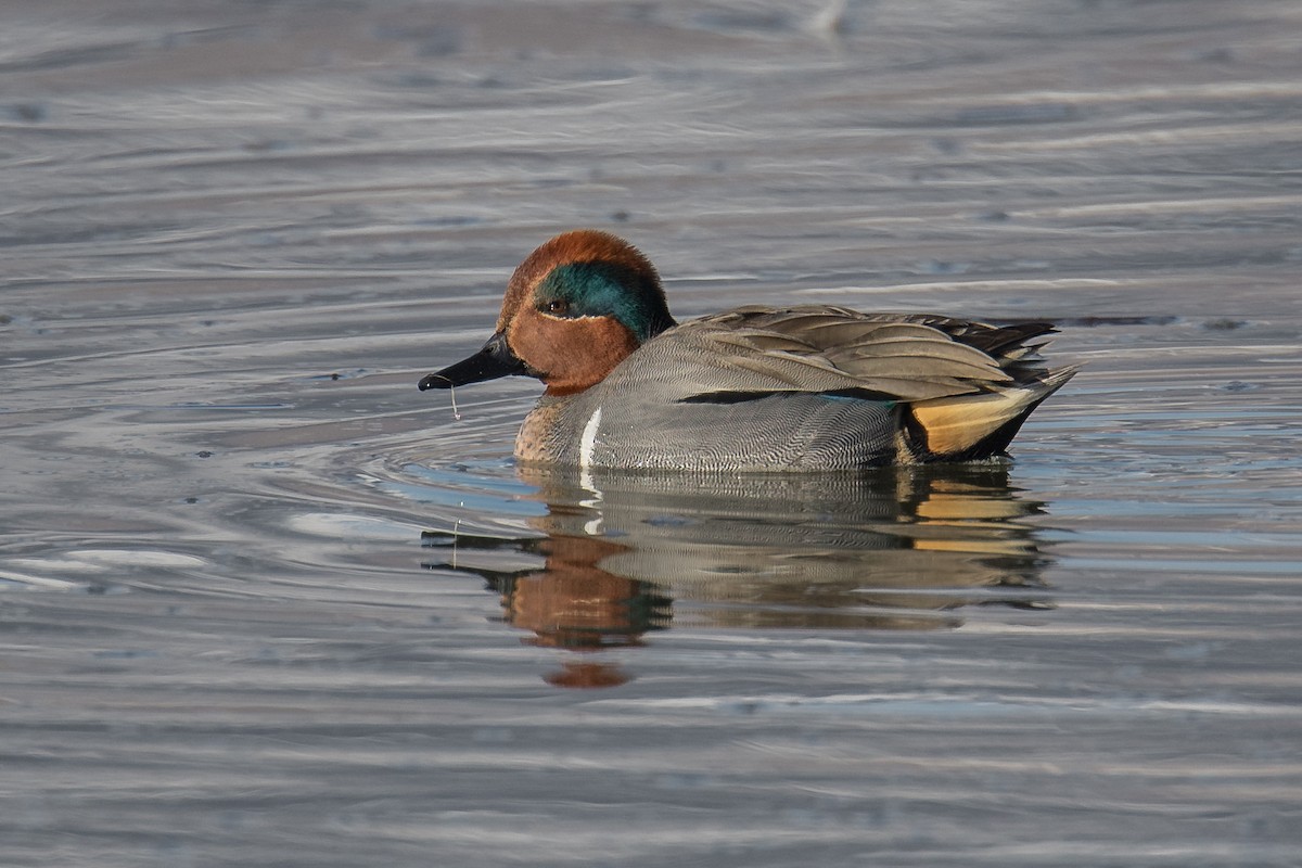 Green-winged Teal - ML408448271