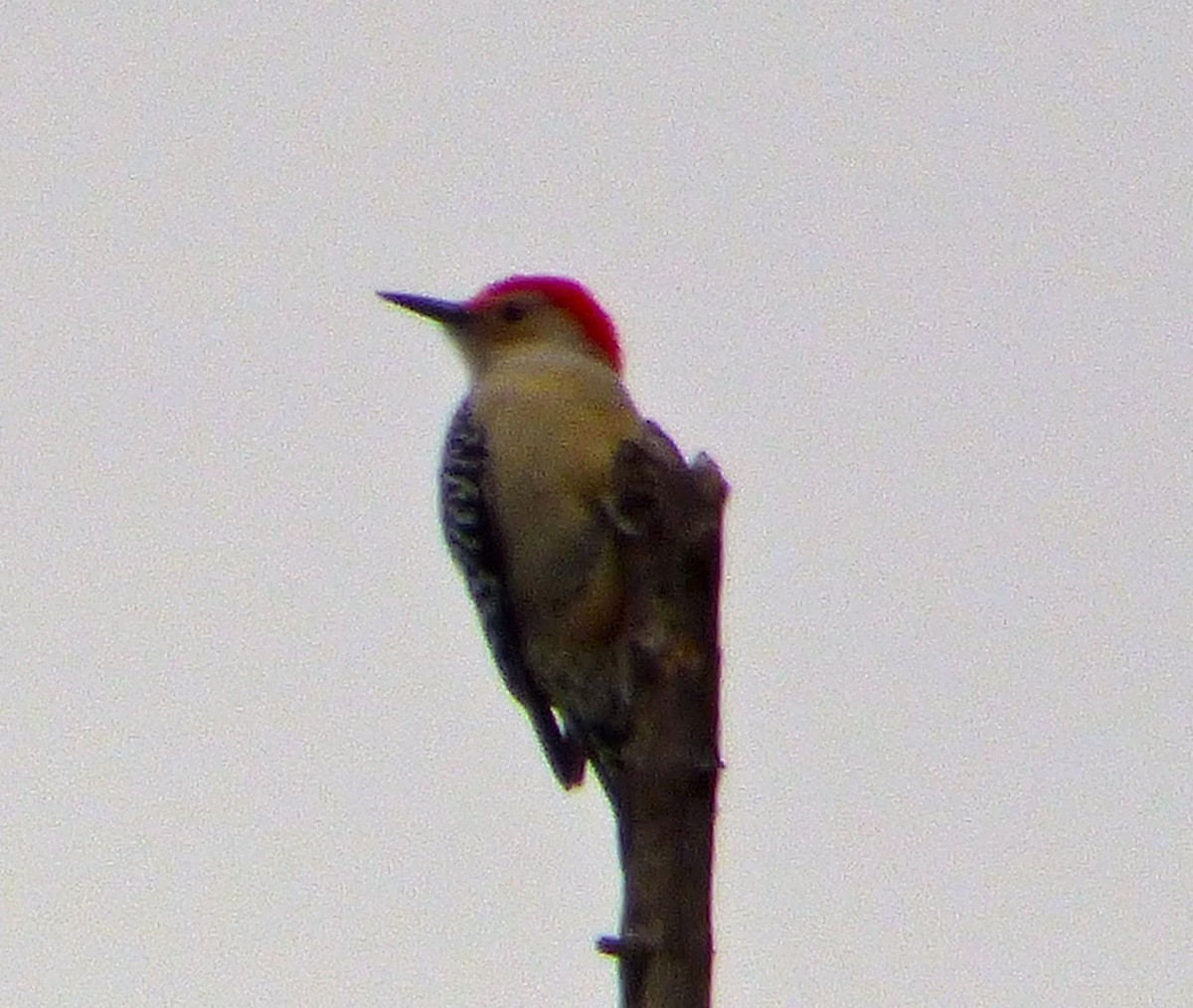 Red-bellied Woodpecker - ML40844831