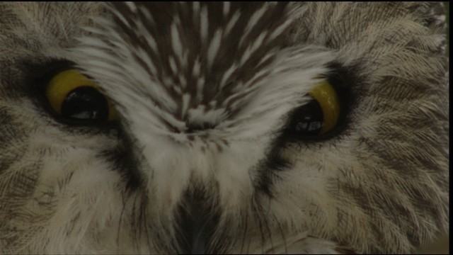 Northern Saw-whet Owl - ML408450