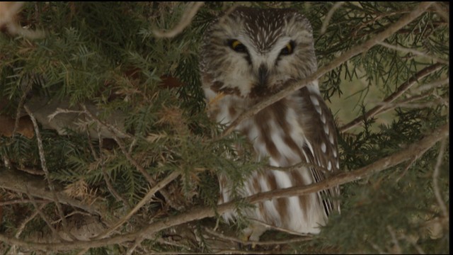  - Northern Saw-whet Owl