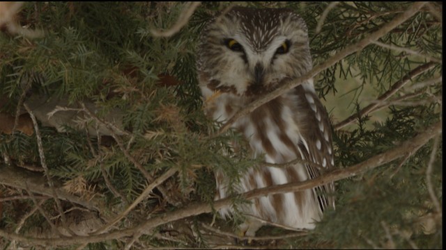 Northern Saw-whet Owl - ML408451