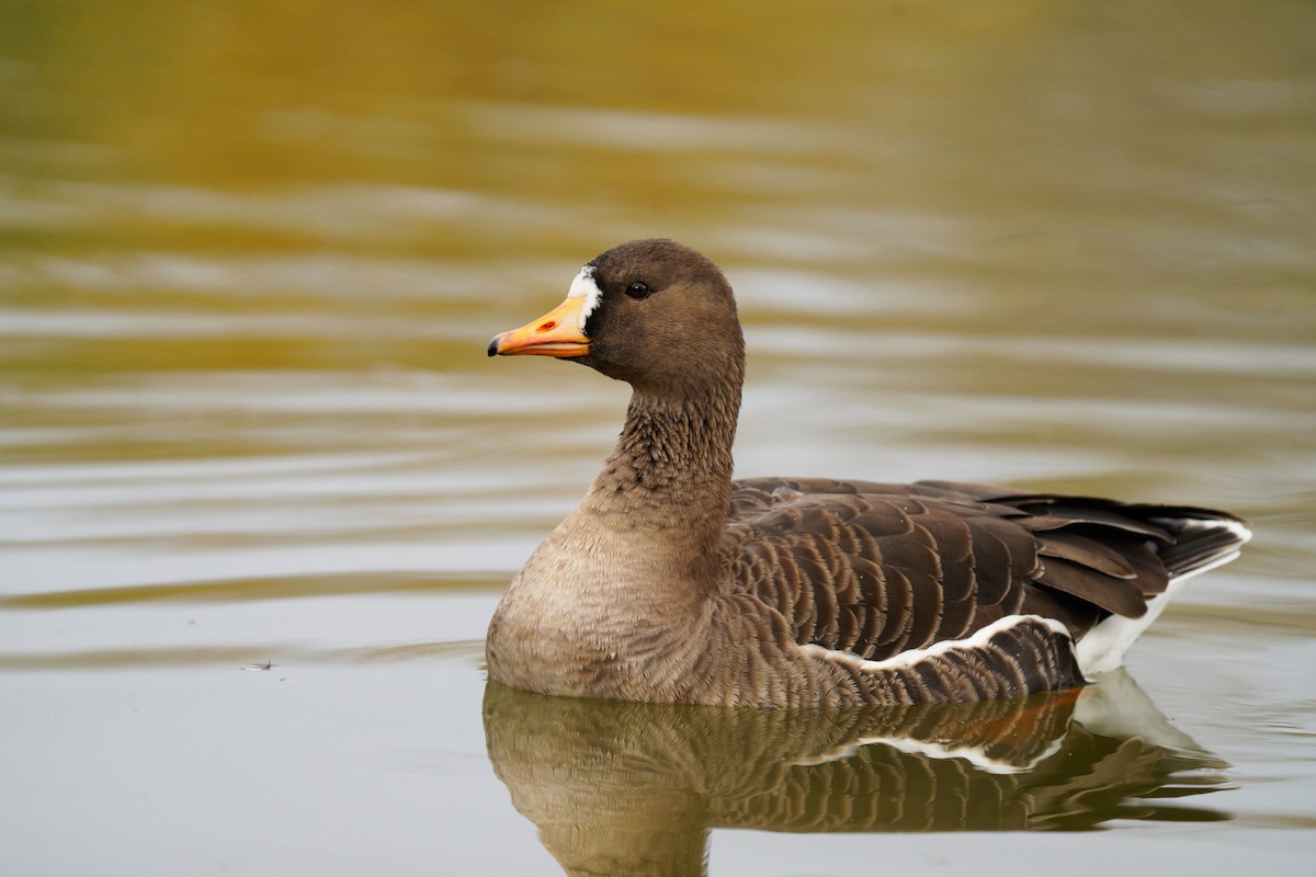 Greater White-fronted Goose - ML408453671