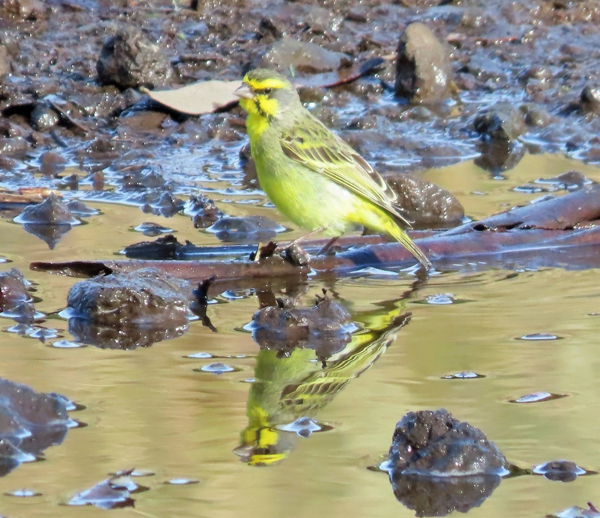 Yellow-fronted Canary - ML408455891