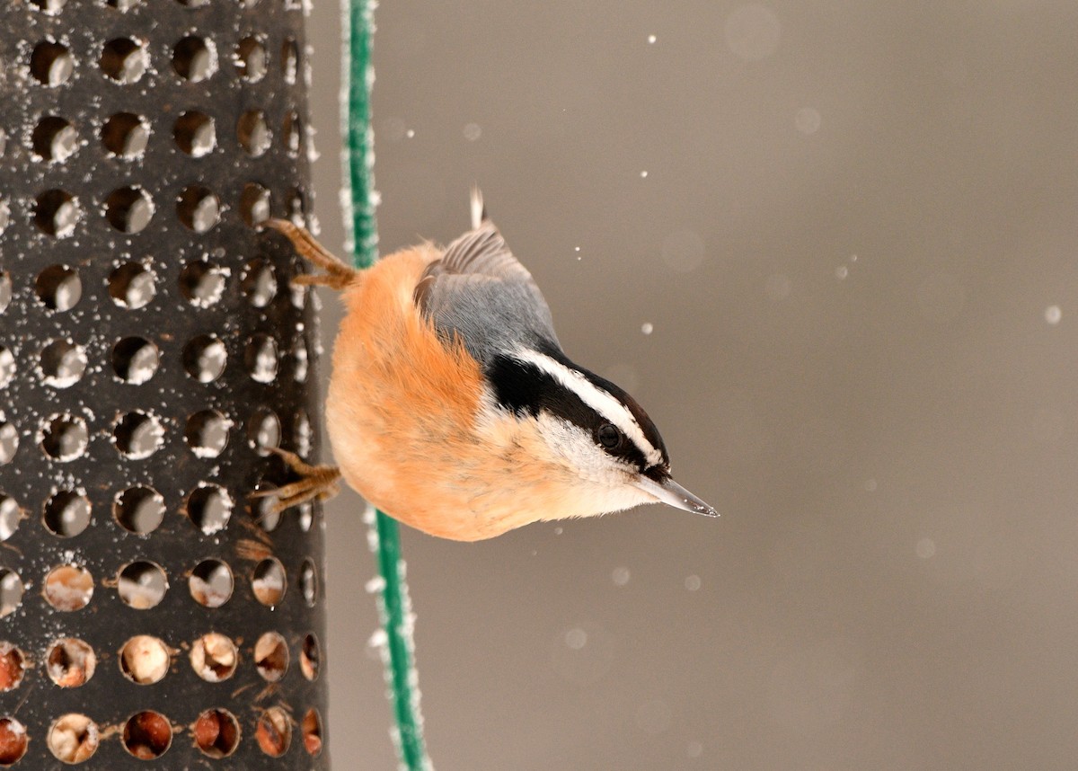 Red-breasted Nuthatch - Stéphane Barrette