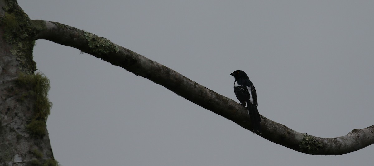 Magpie Tanager - ML408457931