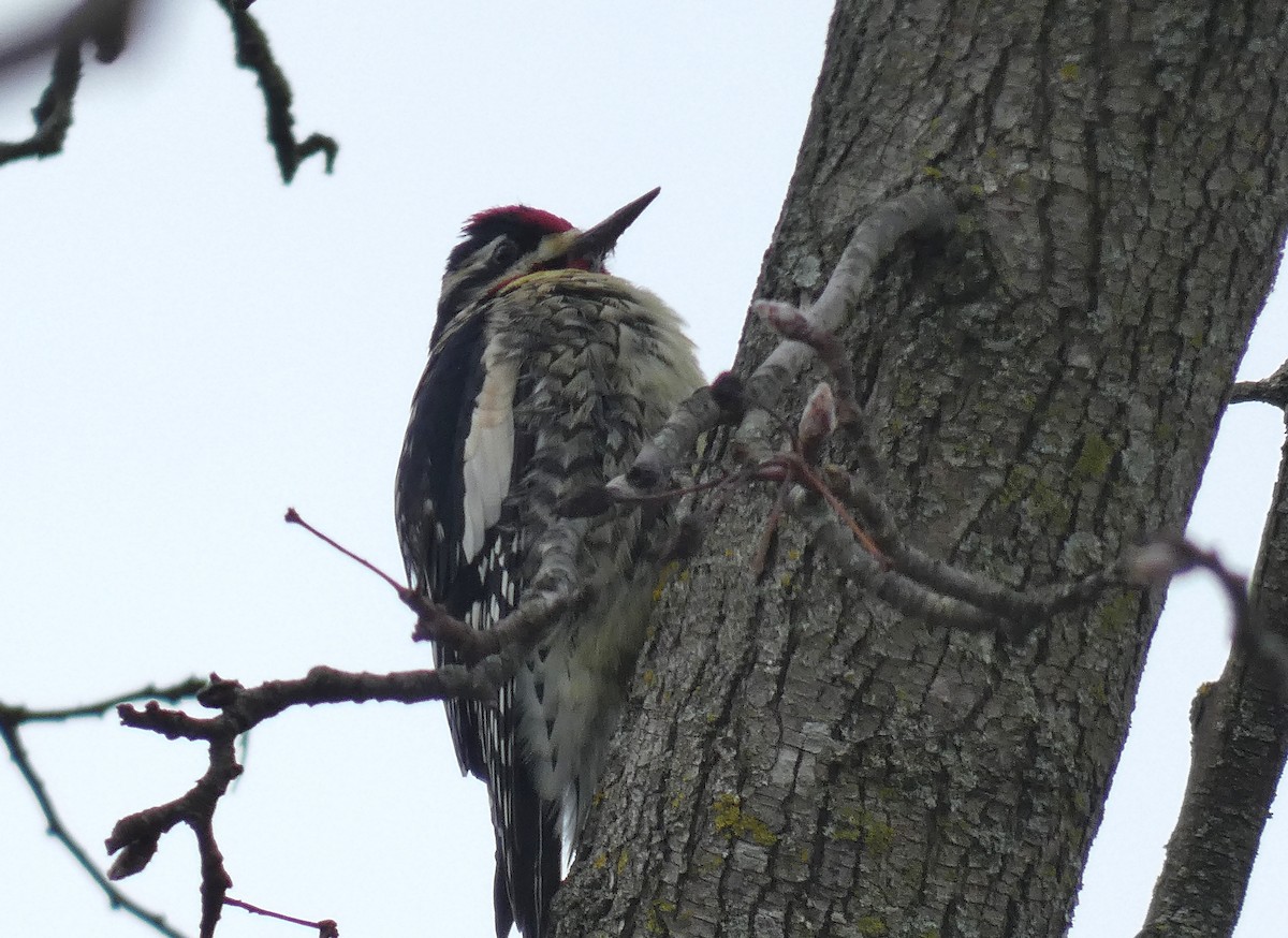 Yellow-bellied Sapsucker - Michelle Browning