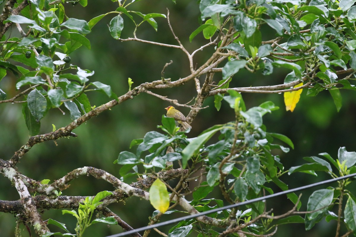 Rufous-headed Tanager - ML408460311