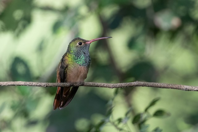 Buff-bellied Hummingbird