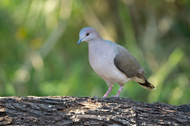 White-tipped Dove