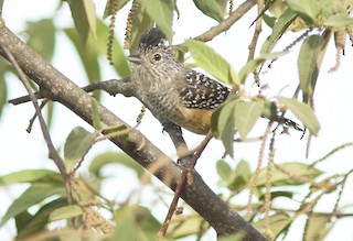  - Chapman's Antshrike