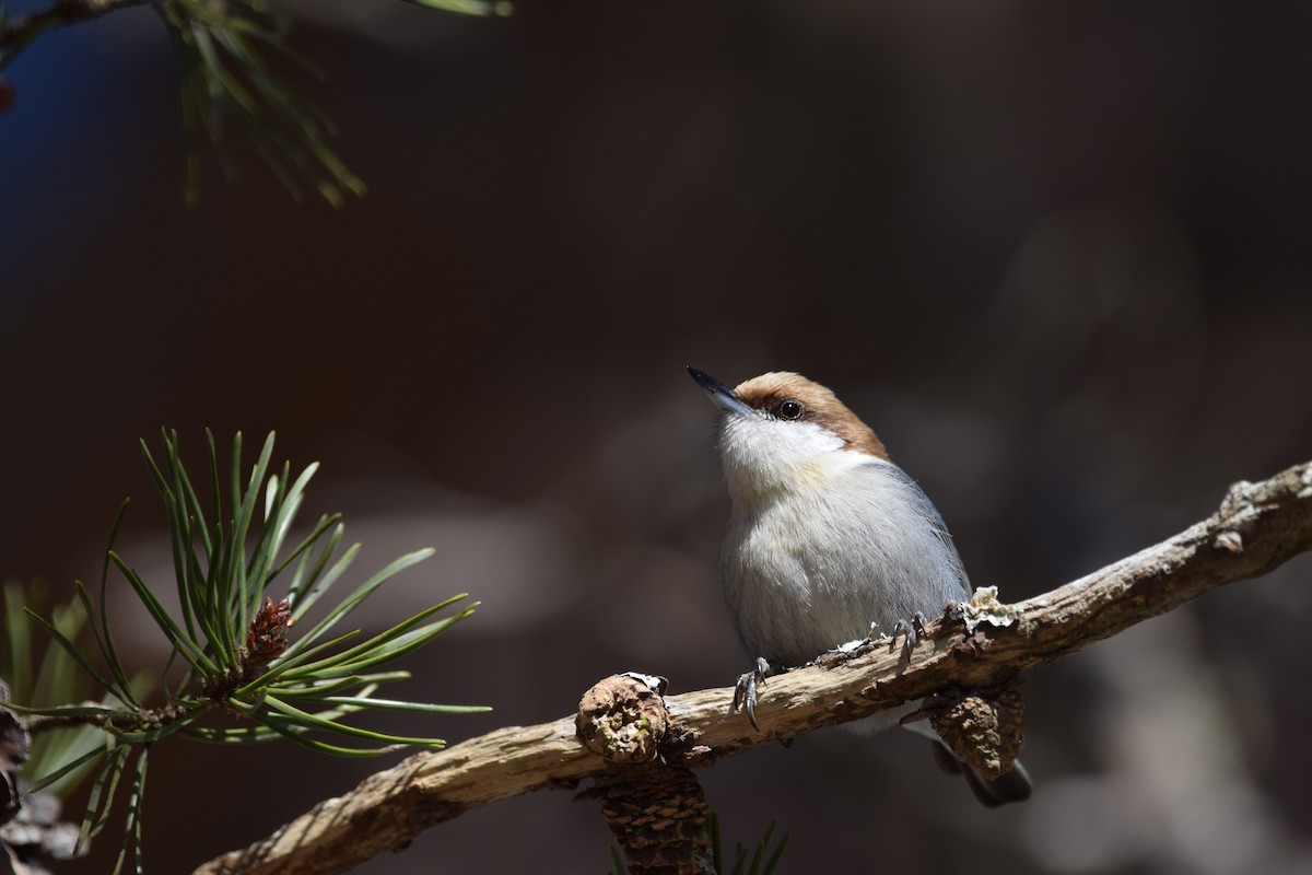 Brown-headed Nuthatch - ML408467611