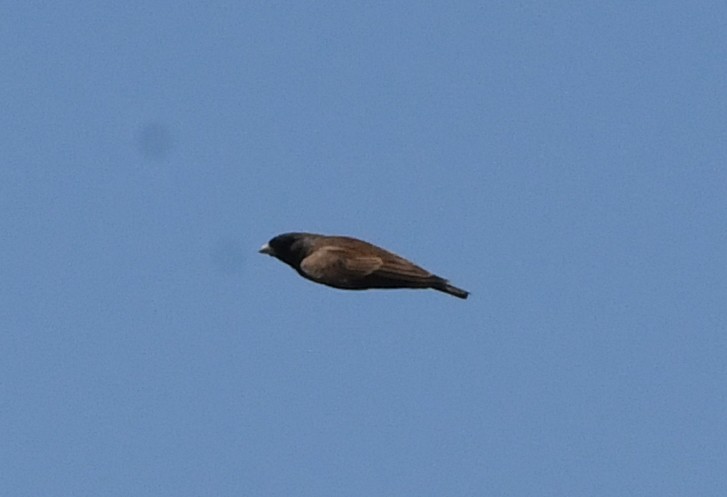 Black-eared Sparrow-Lark - ML408470101