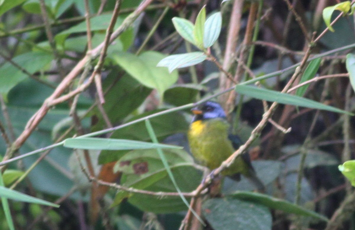 Moss-backed Tanager - ML40847011
