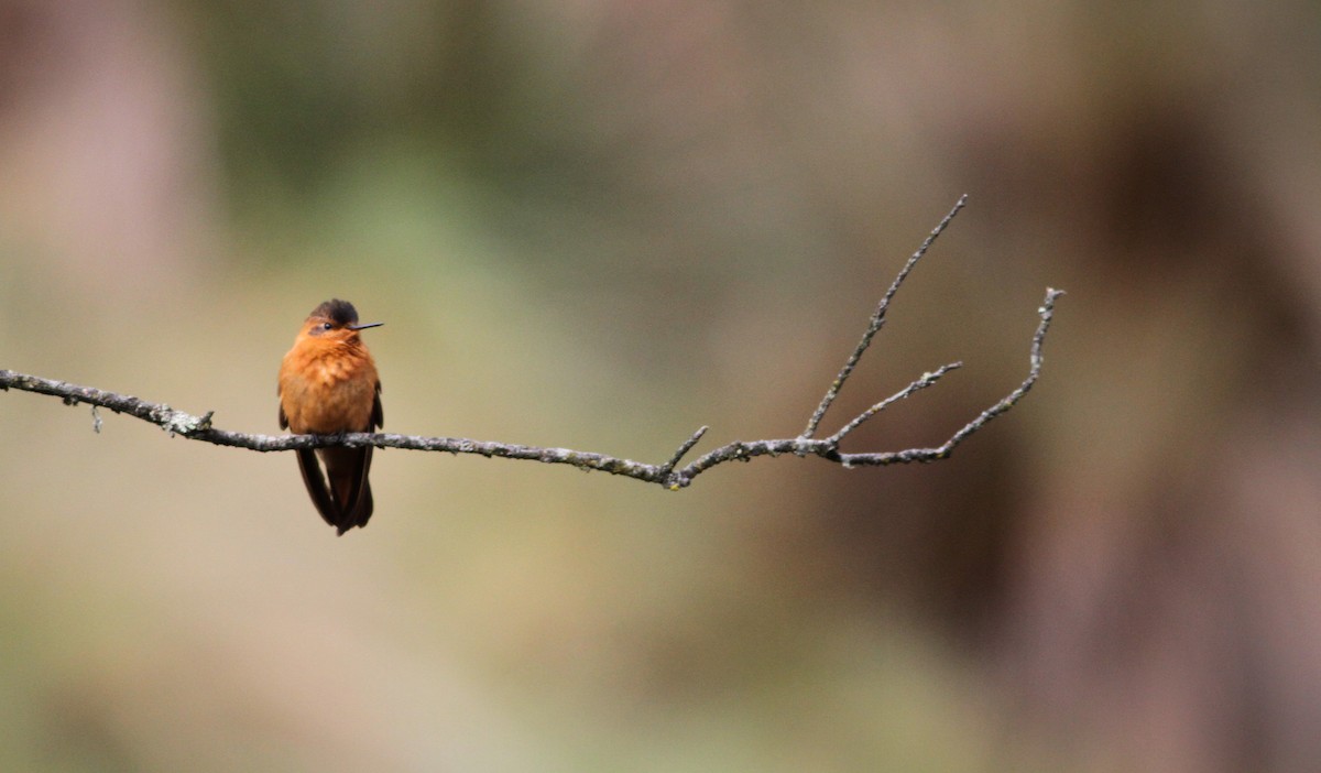 kolibřík duhovohřbetý - ML40847171