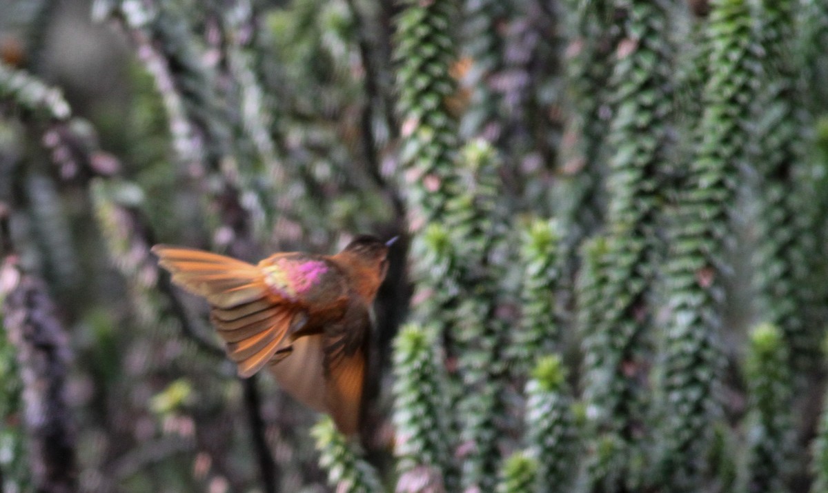 kolibřík duhovohřbetý - ML40847181