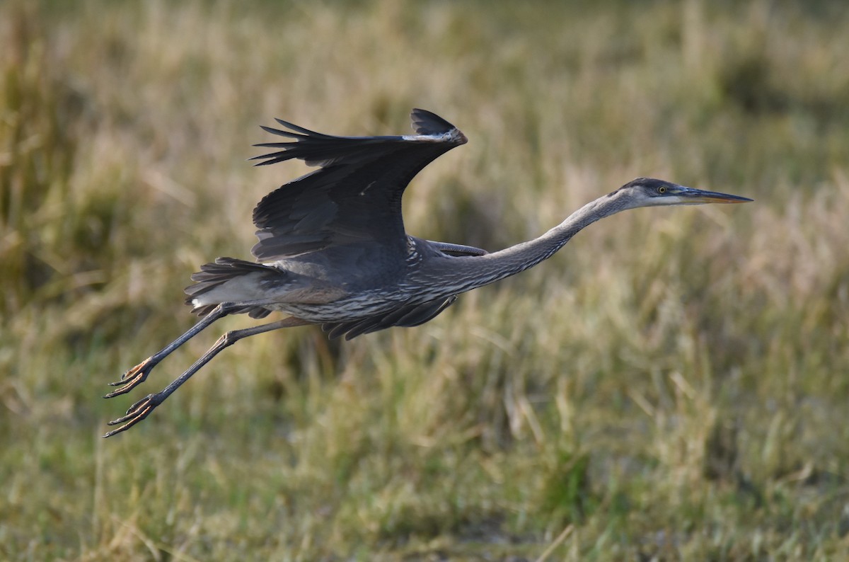 Great Blue Heron - Andrew Dobson