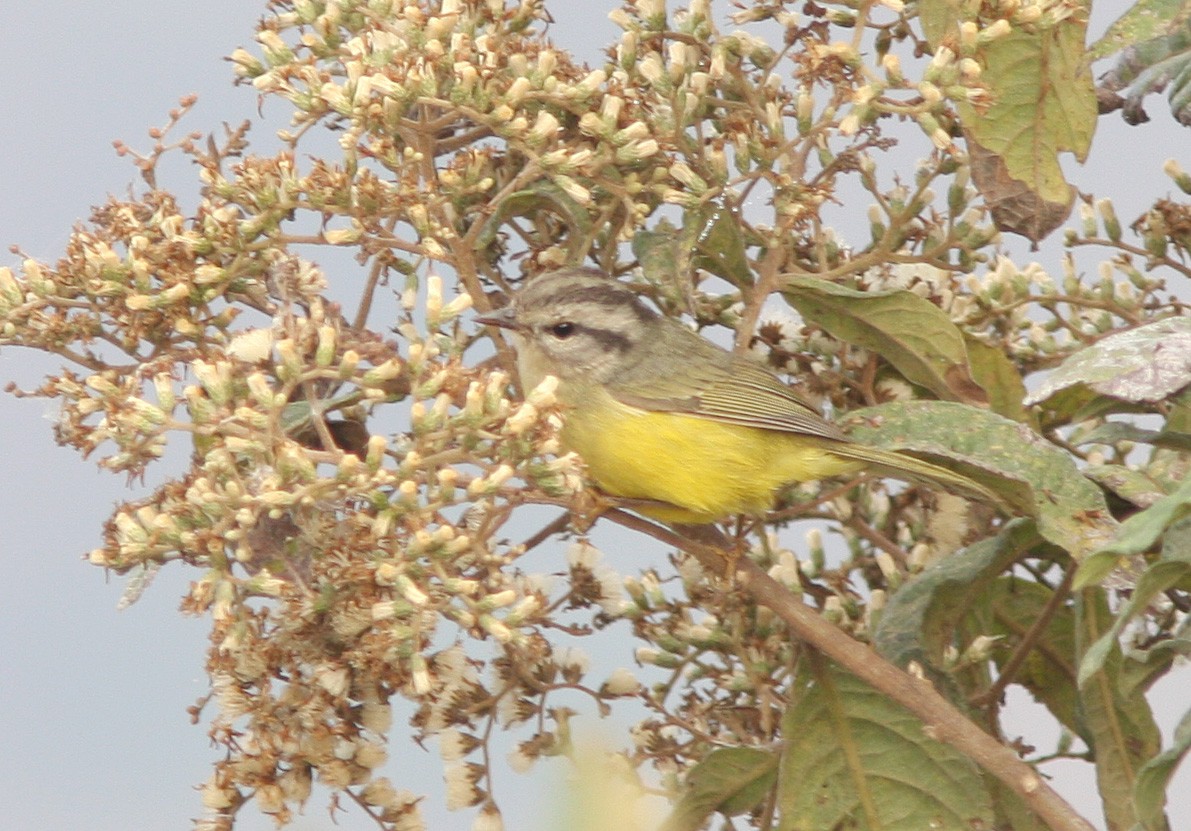 Three-banded Warbler - ML40847261