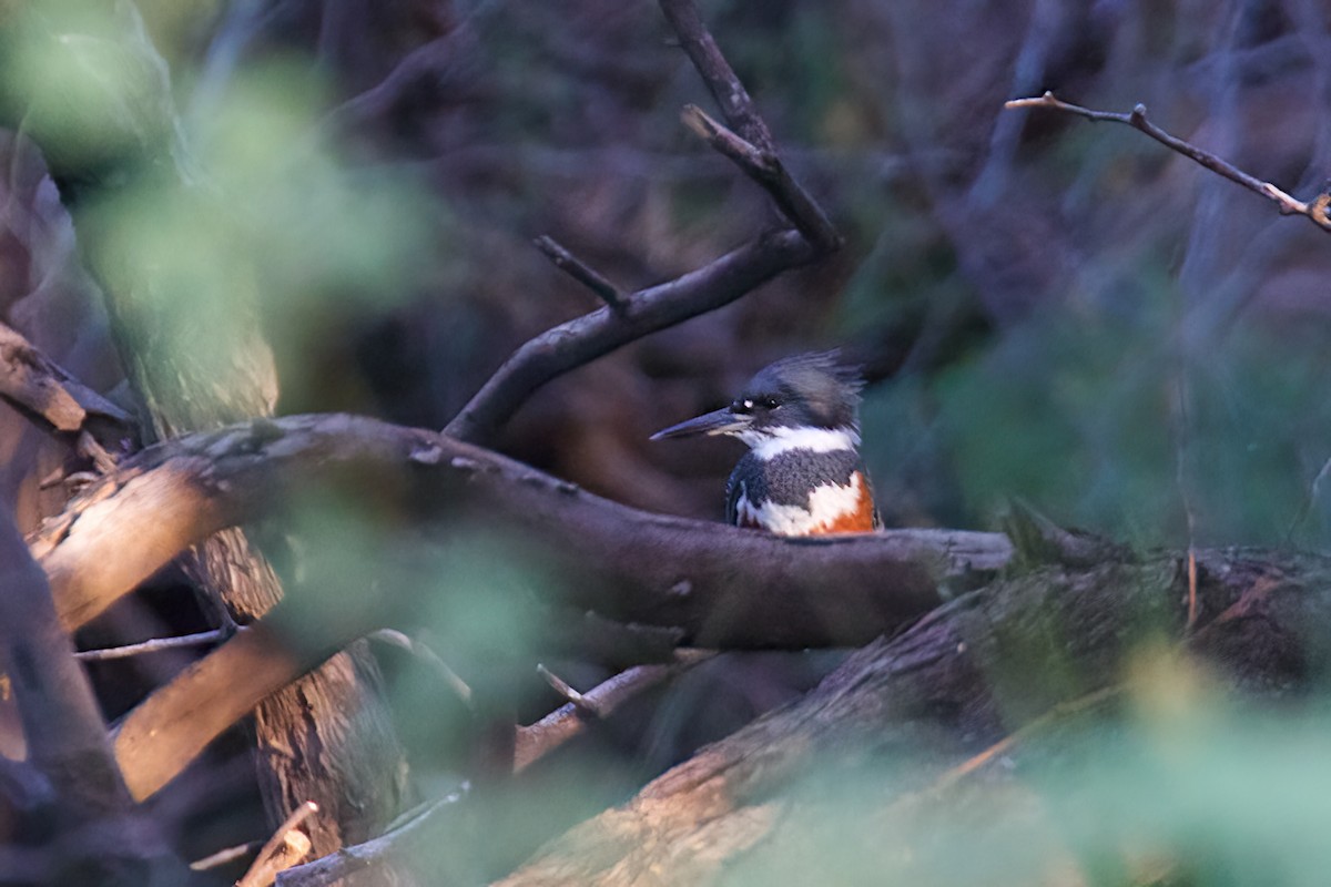 Belted Kingfisher - ML408472721