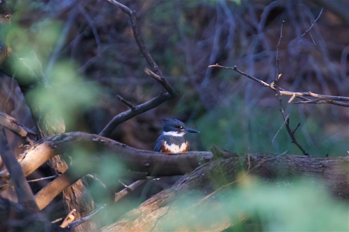 Belted Kingfisher - ML408472741