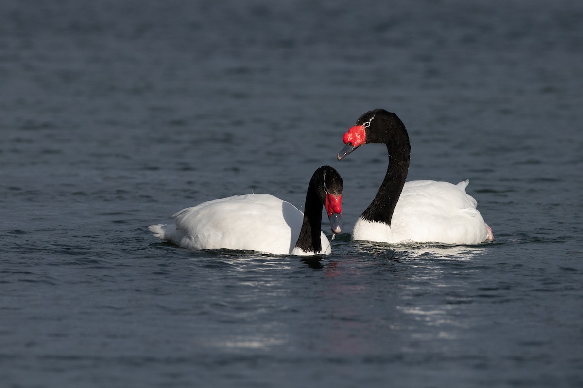 Black-necked Swan - ML408474341