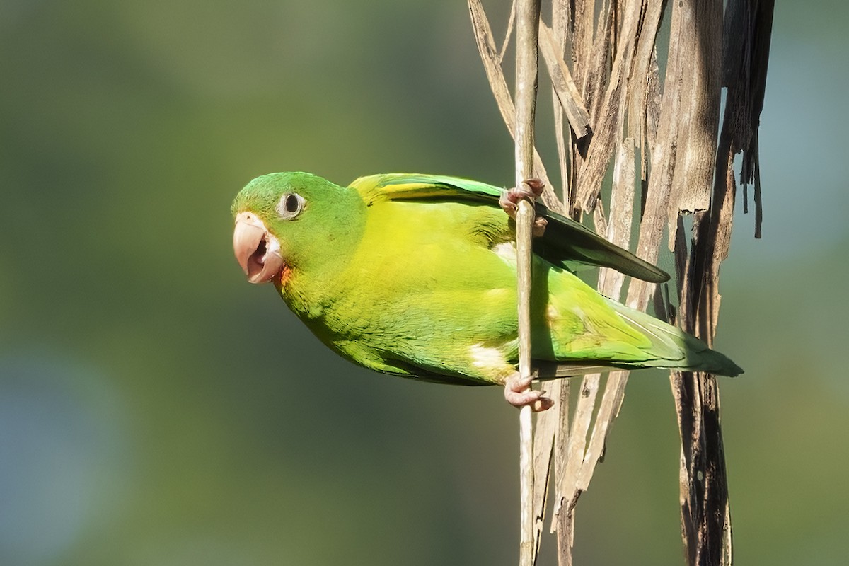 Orange-chinned Parakeet - Larry Master