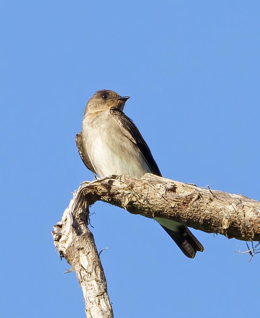 Southern Rough-winged Swallow - Larry Master