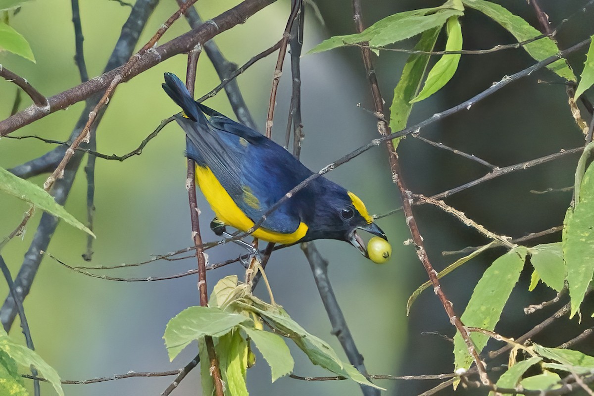 Spot-crowned Euphonia - Larry Master