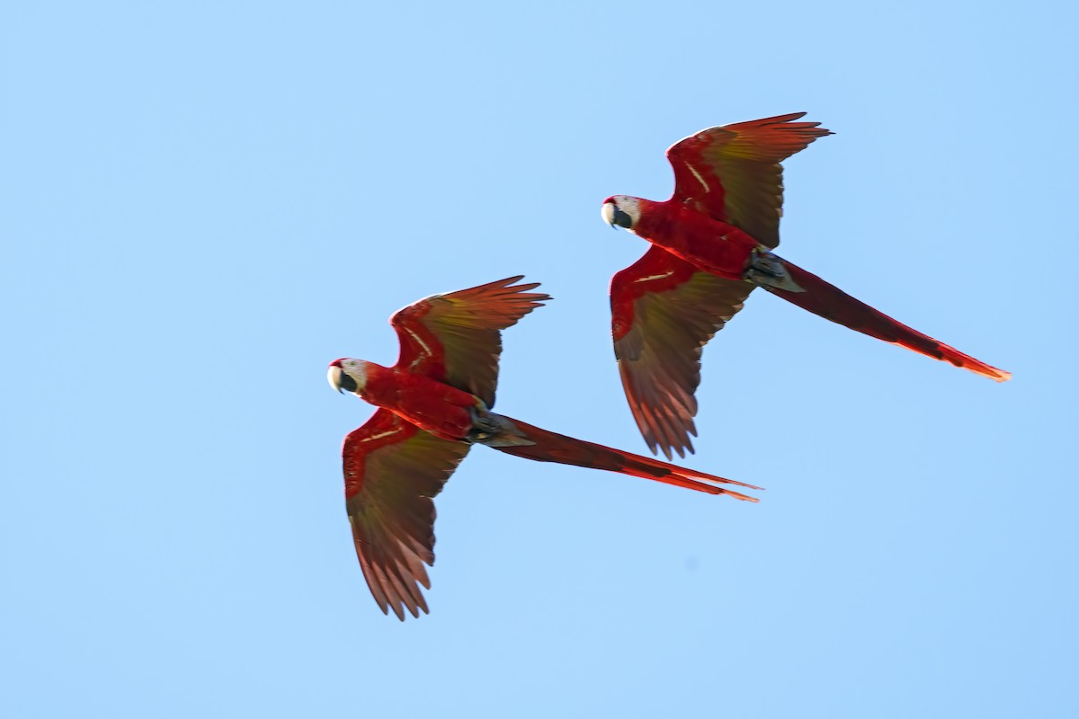 Scarlet Macaw - ML408480291