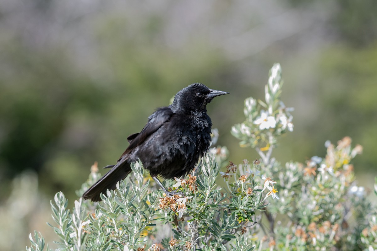 Austral Blackbird - Jorge Lopez Moreno