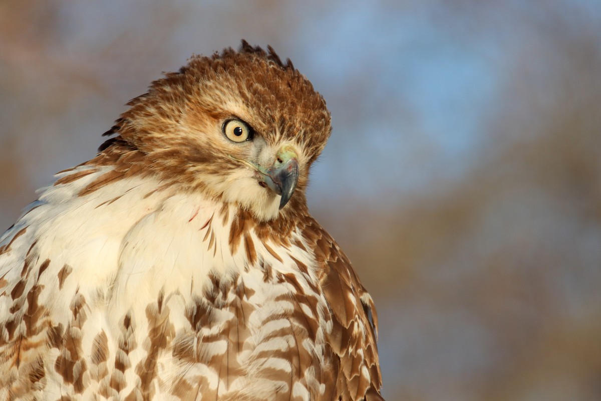 Red-tailed Hawk - ML408486531