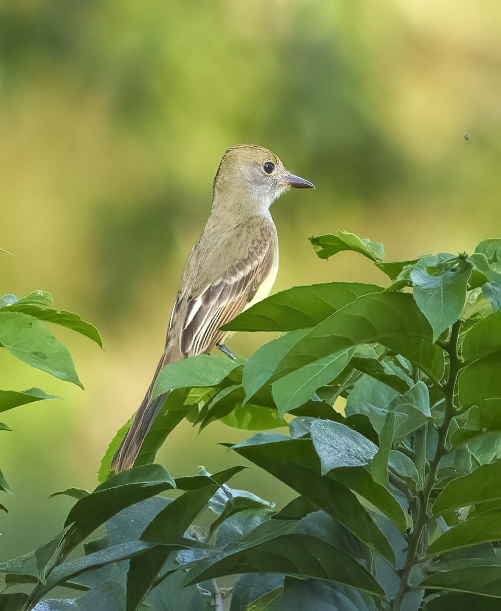Great Crested Flycatcher - Larry Master