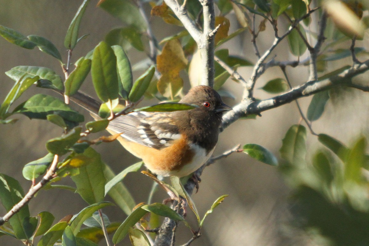 Spotted Towhee - ML408491611