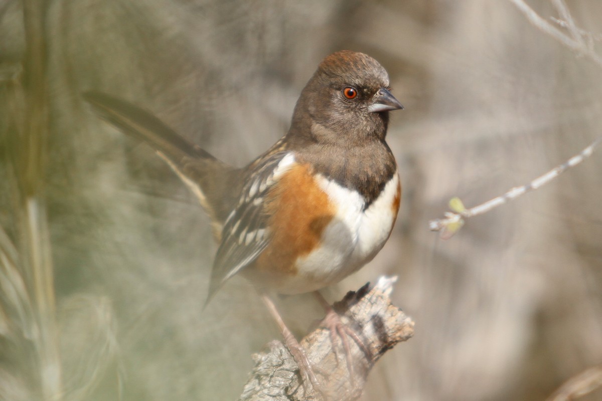 Spotted Towhee - ML408491671