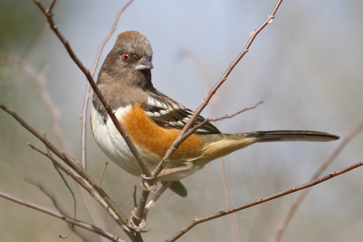Spotted Towhee - ML408491681