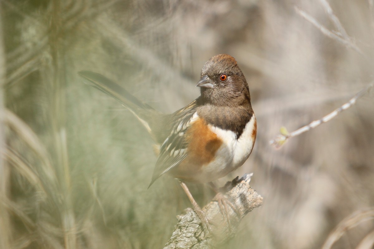 Spotted Towhee - ML408491691