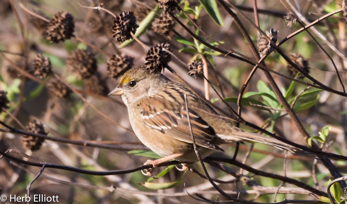 Golden-crowned Sparrow - ML40849281