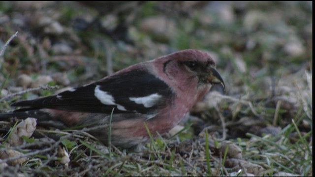  - White-winged Crossbill