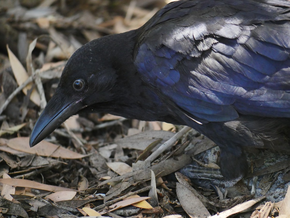 Australian Raven - Peter Lowe